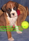 Pure Bloodline Boxer puppies for sale